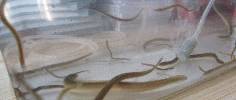 Piccole anguille in attesa di essere liberate