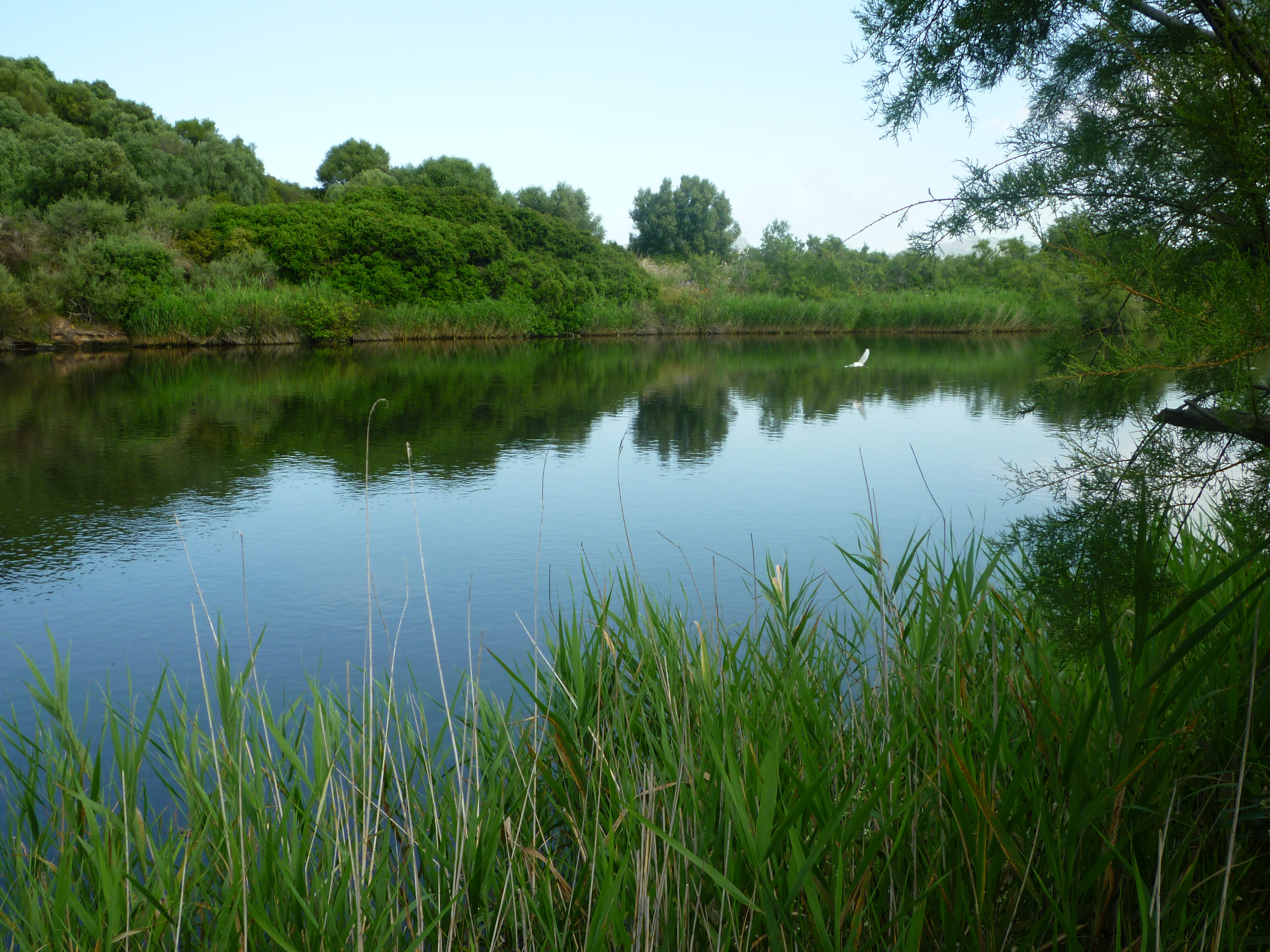 Fiume Padrongianus