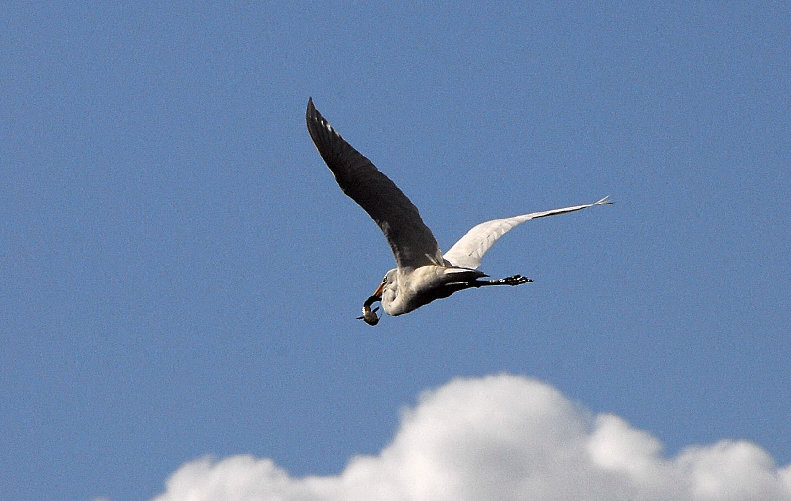 Airone bianco maggiore - Egretta alba