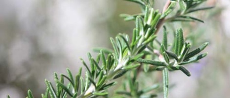 Rosmarynus officinalis